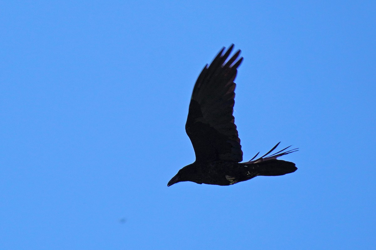 Common Raven - ML619257110