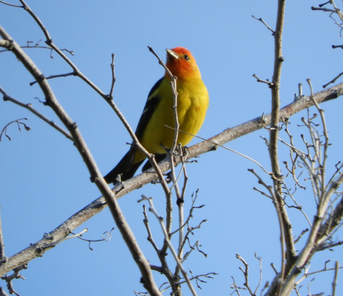 Western Tanager - ML619257157