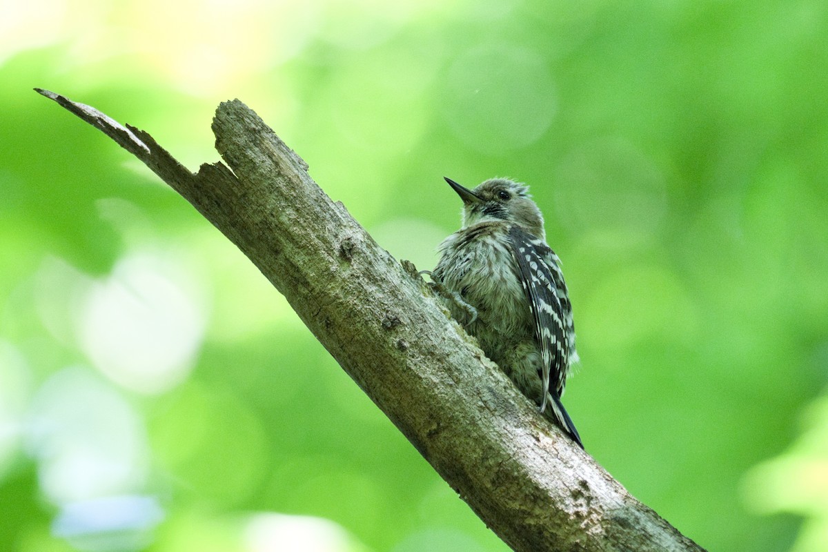 Japanese Pygmy Woodpecker - ML619257162