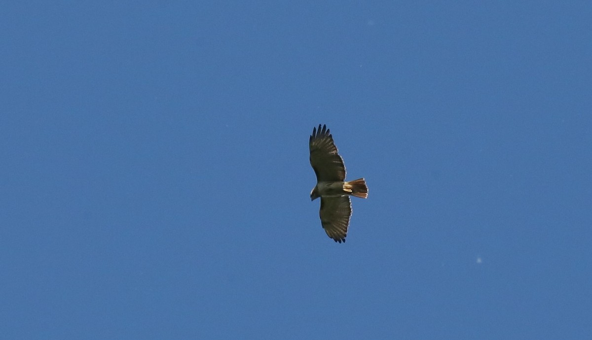 Red-tailed Hawk - ML619257168