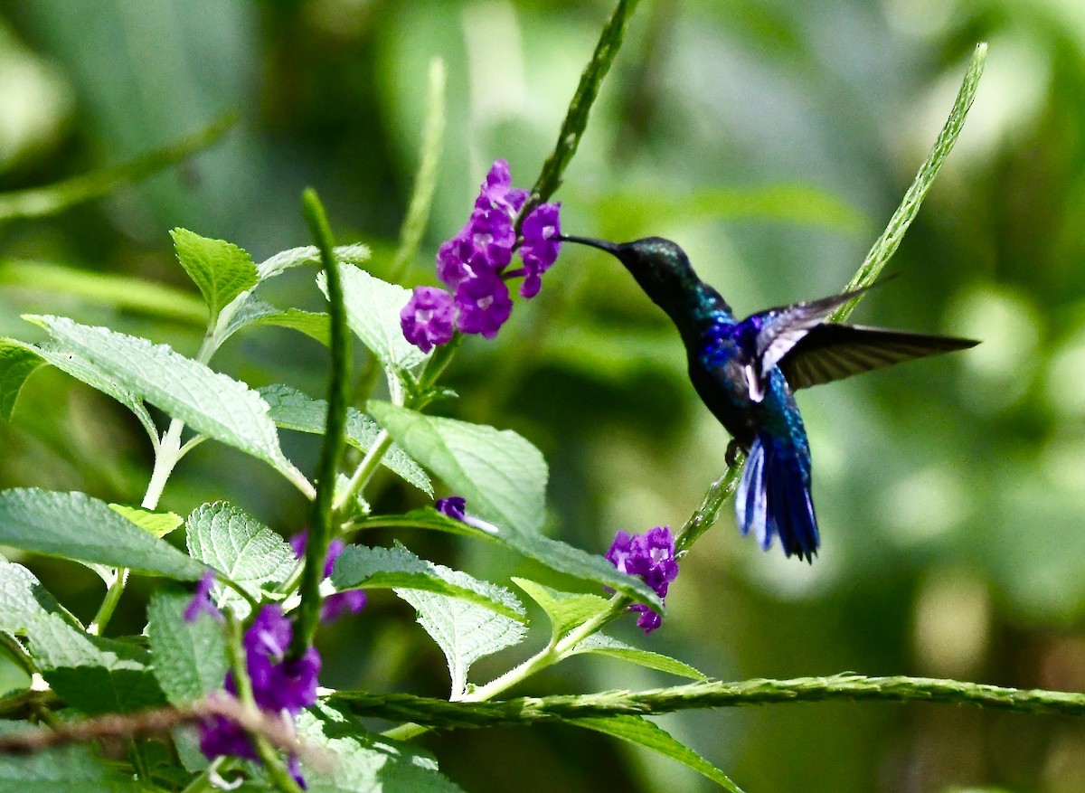 kolibřík fialkový - ML619257189
