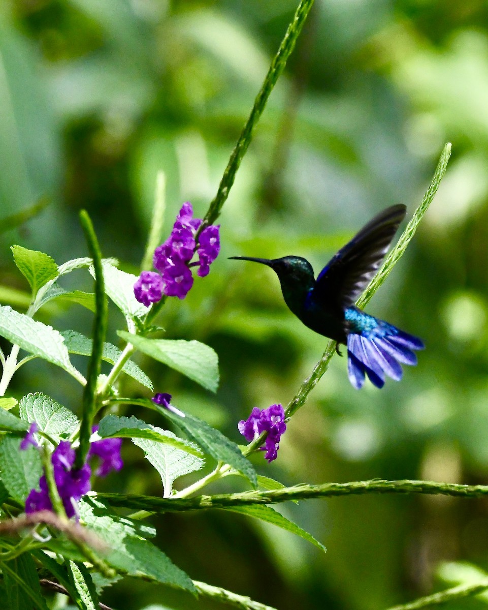 kolibřík fialkový - ML619257190