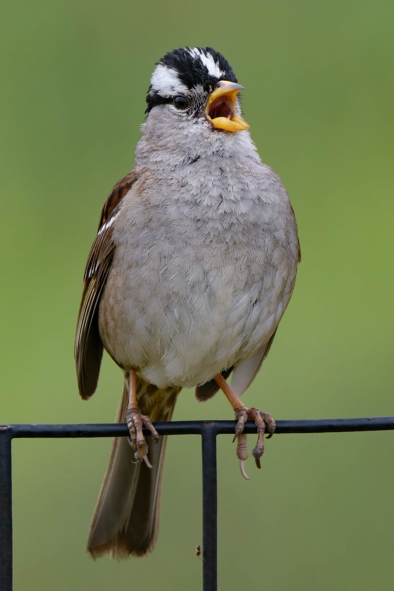 White-crowned Sparrow - ML619257223