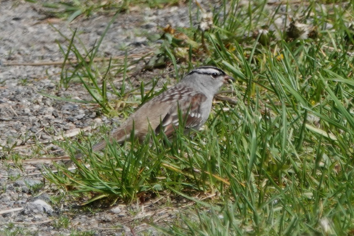 White-crowned Sparrow - ML619257240