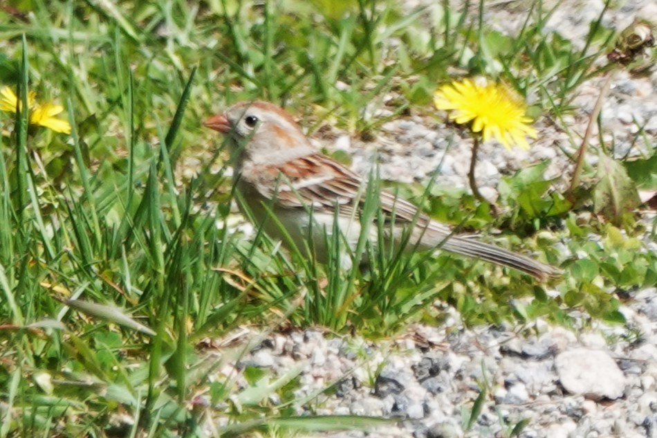 Field Sparrow - ML619257243
