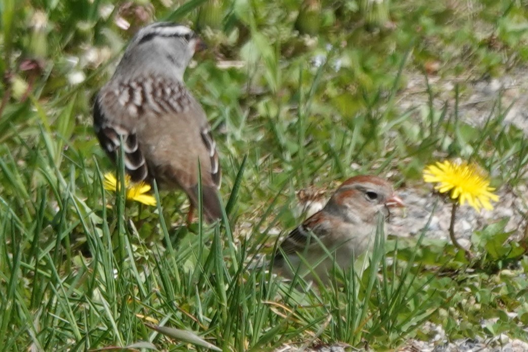 Field Sparrow - ML619257248