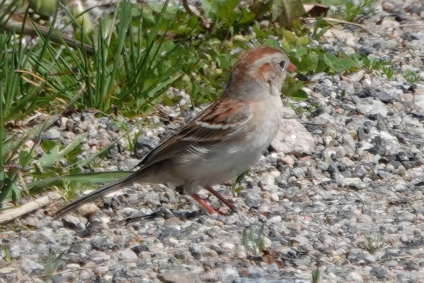 Field Sparrow - ML619257251