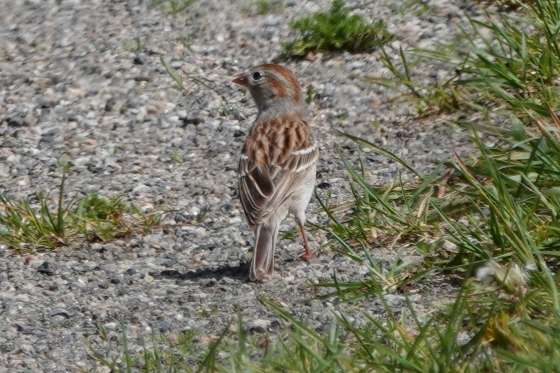Field Sparrow - ML619257258
