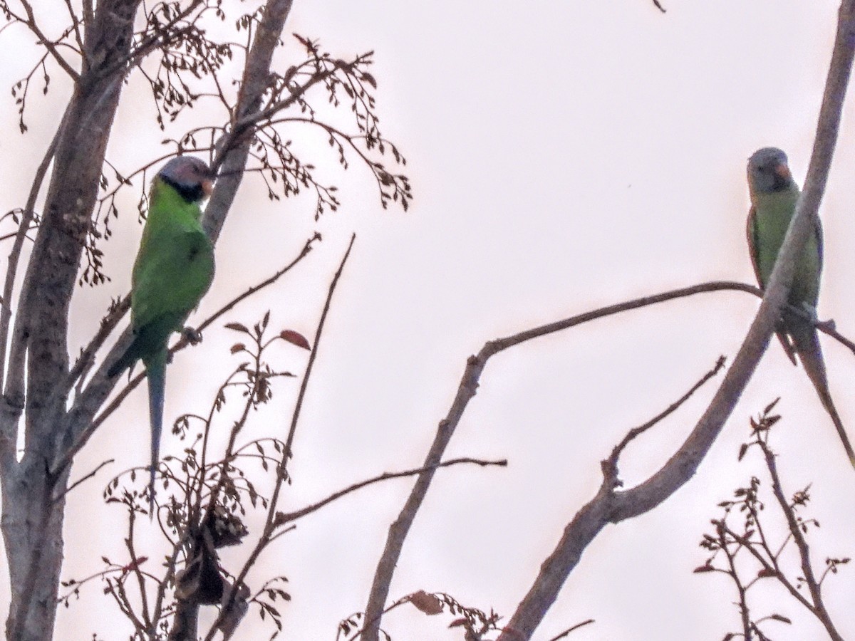 Gül Başlı Yeşil Papağan - ML619257275