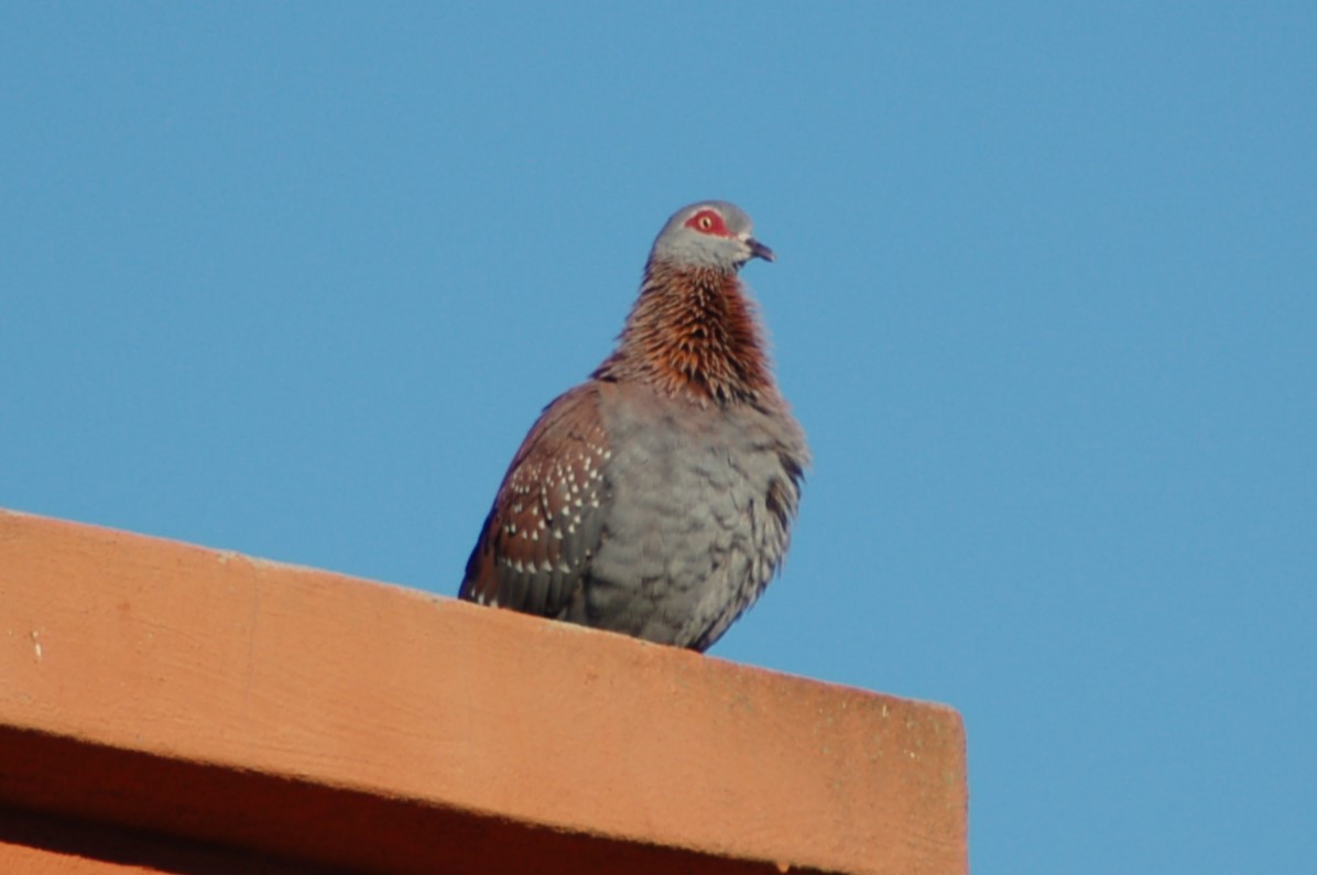 Speckled Pigeon - ML619257280
