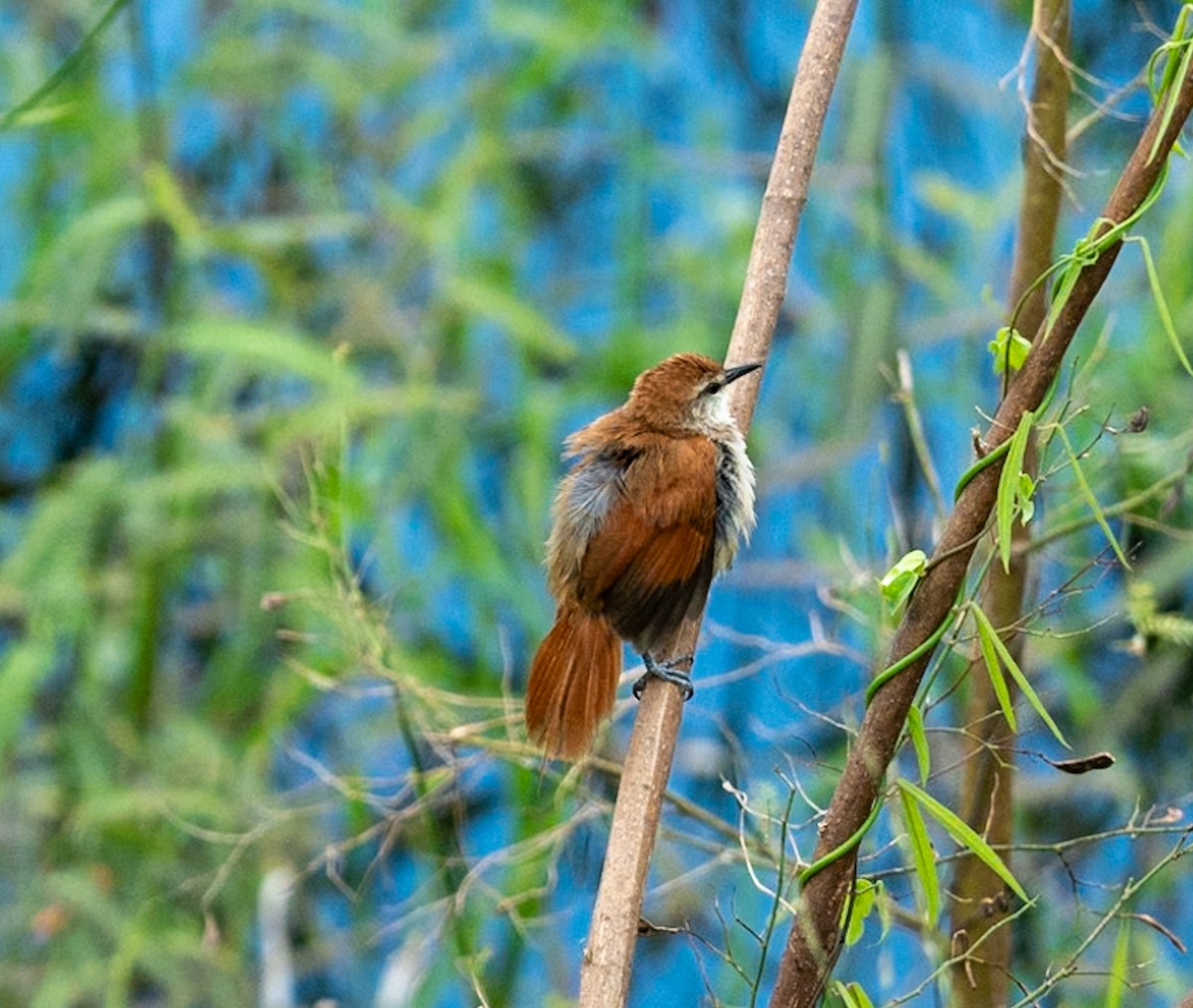 Yellow-chinned Spinetail - ML619257282