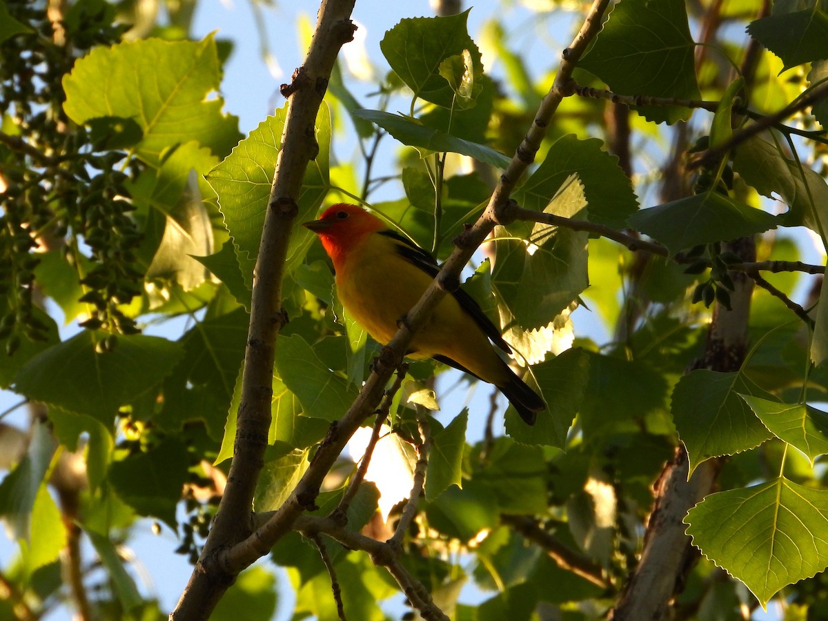 Western Tanager - ML619257294