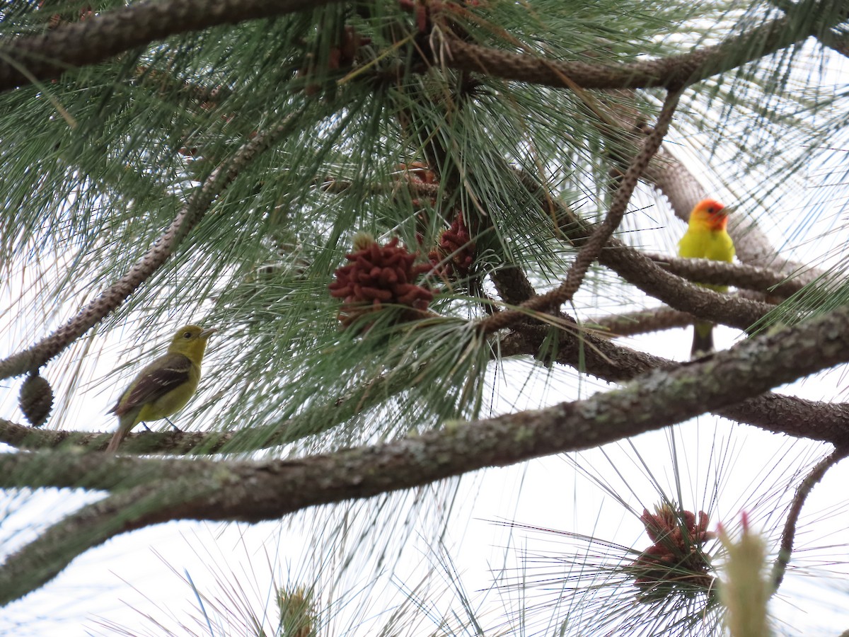 Western Tanager - ML619257361