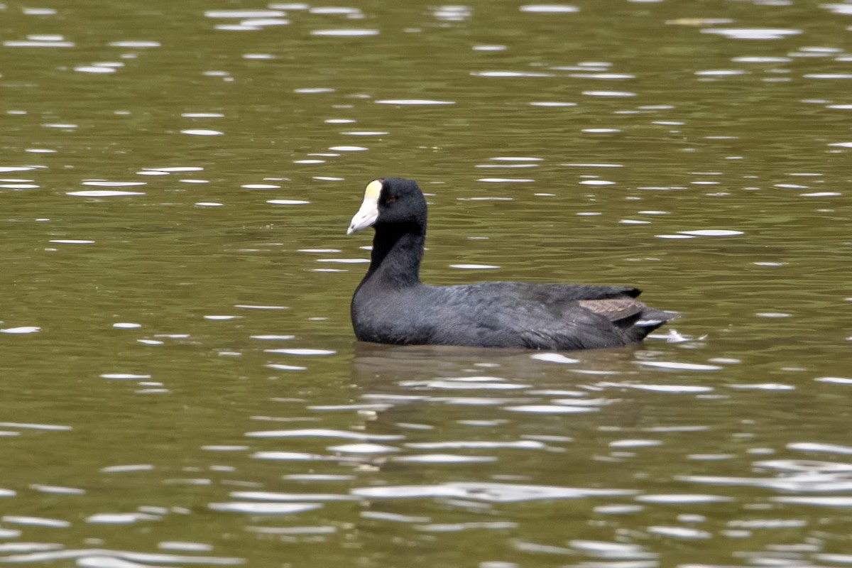 American Coot (White-shielded) - ML619257375