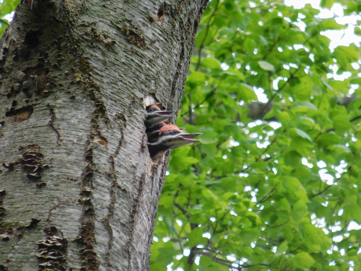 Pileated Woodpecker - ML619257460