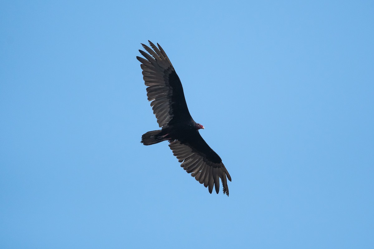 Turkey Vulture - ML619257465