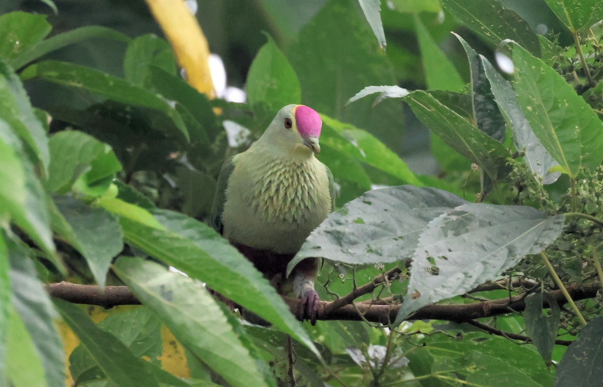 Red-bellied Fruit-Dove - ML619257494