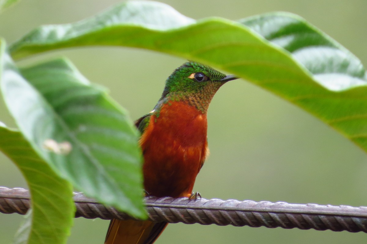 kolibřík peruánský - ML619257542
