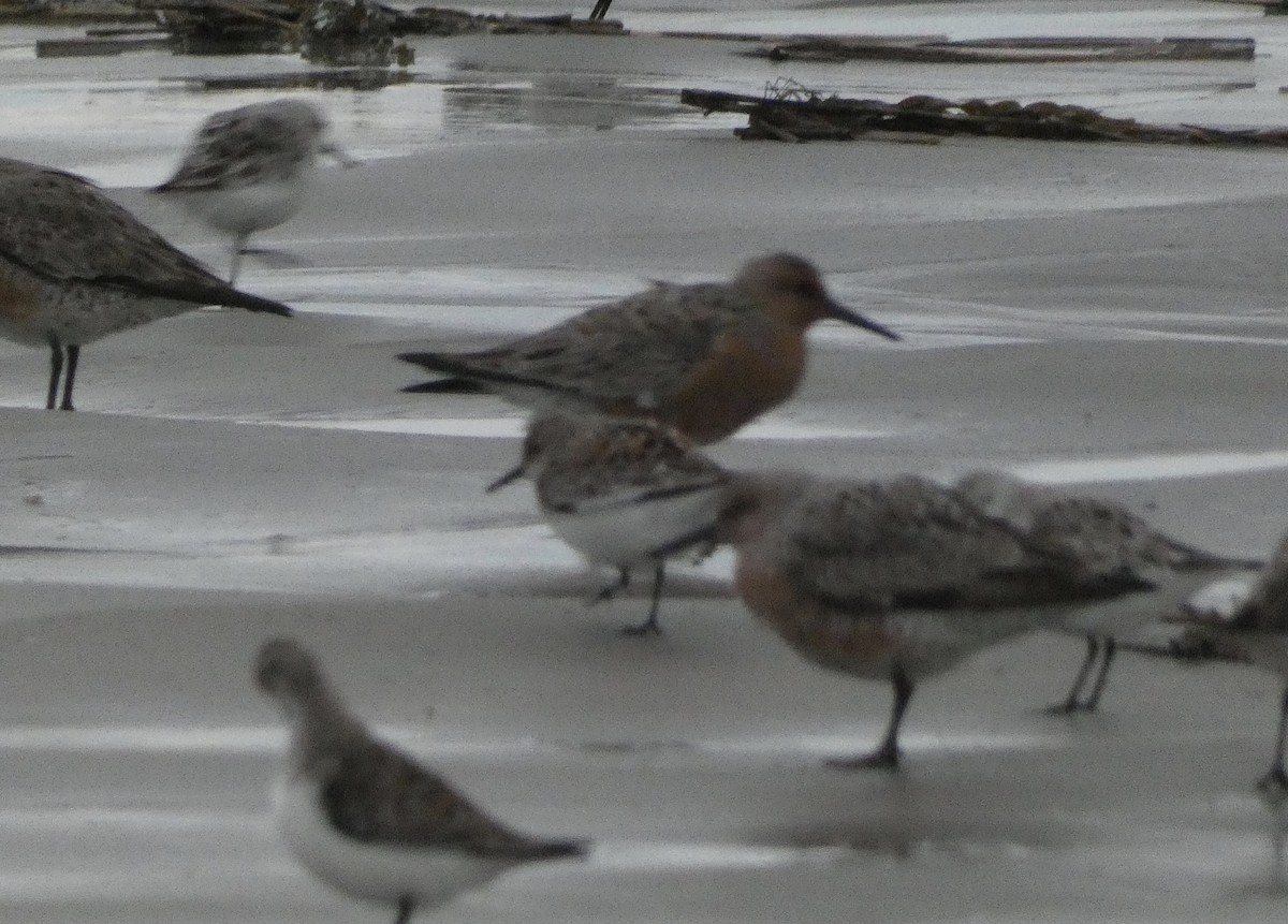 Red Knot - ML619257582