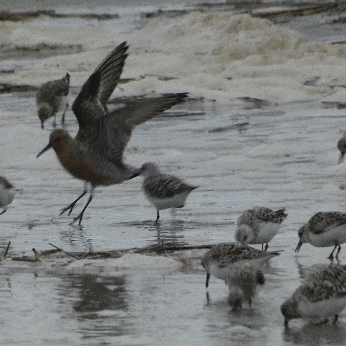 Red Knot - ML619257589