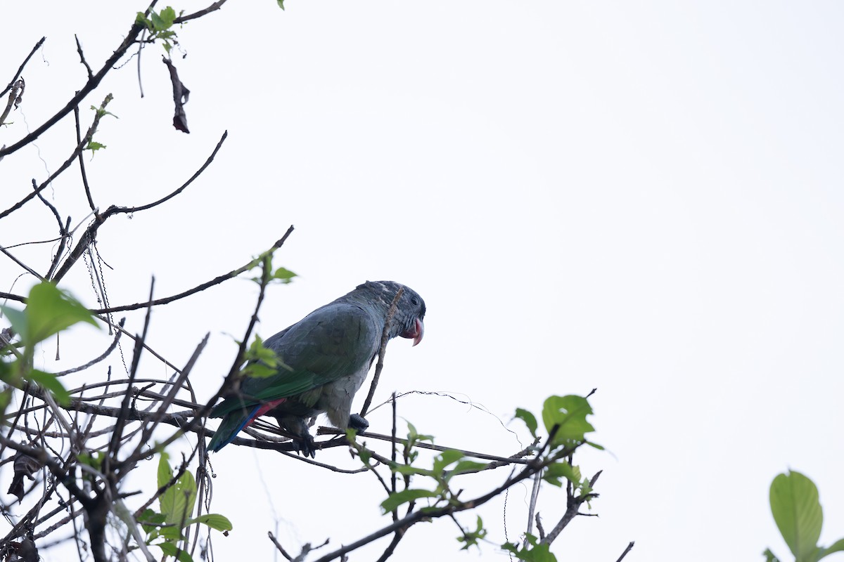 Папуга-червоногуз зеленоголовий - ML619257656