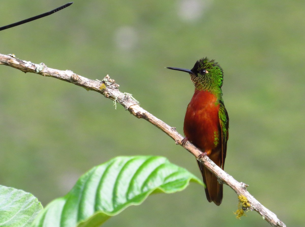 kolibřík peruánský - ML619257661
