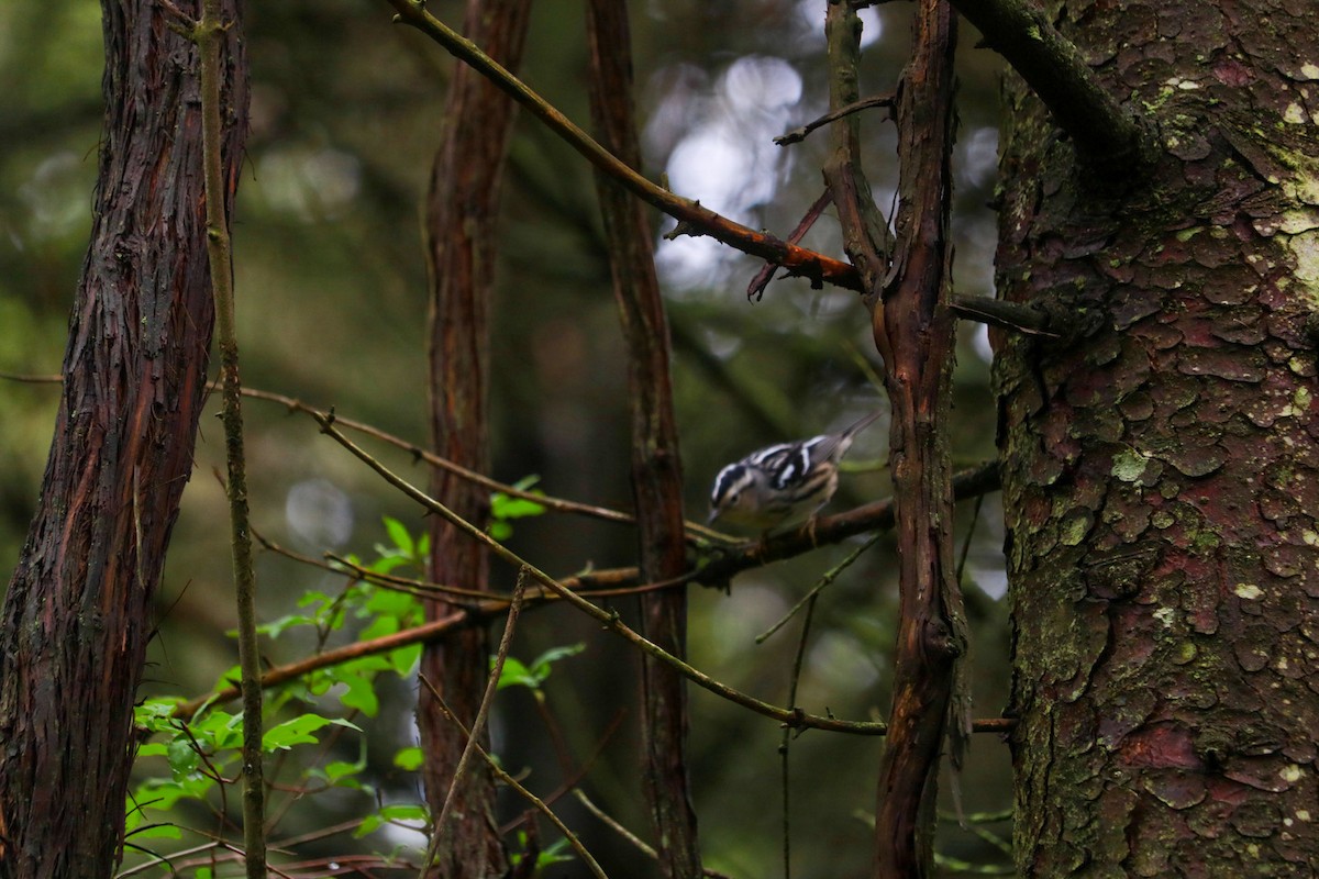 Black-and-white Warbler - ML619257669