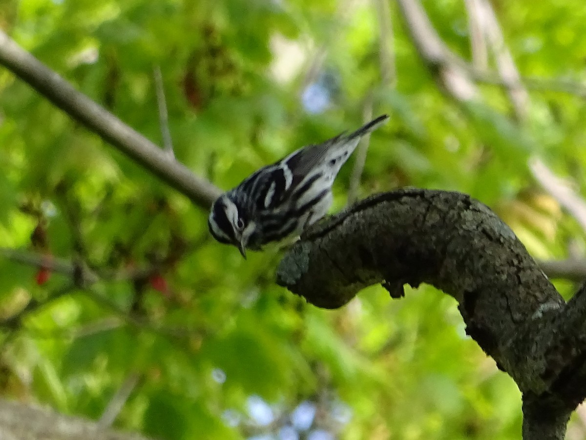 Black-and-white Warbler - ML619257672
