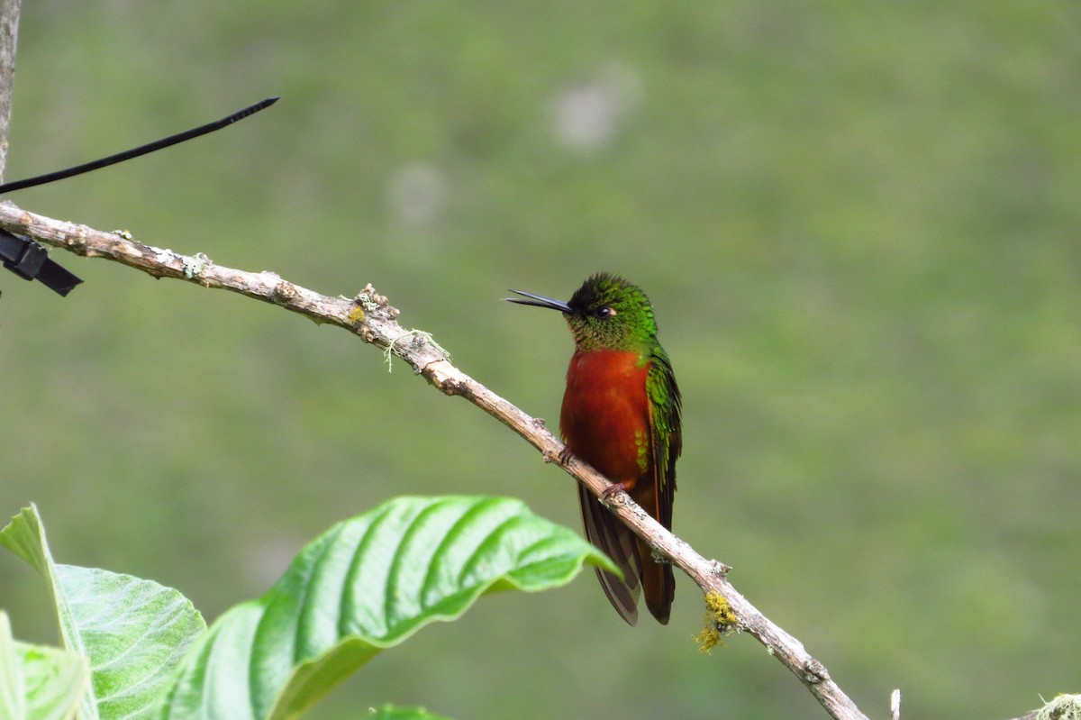 kolibřík peruánský - ML619257677