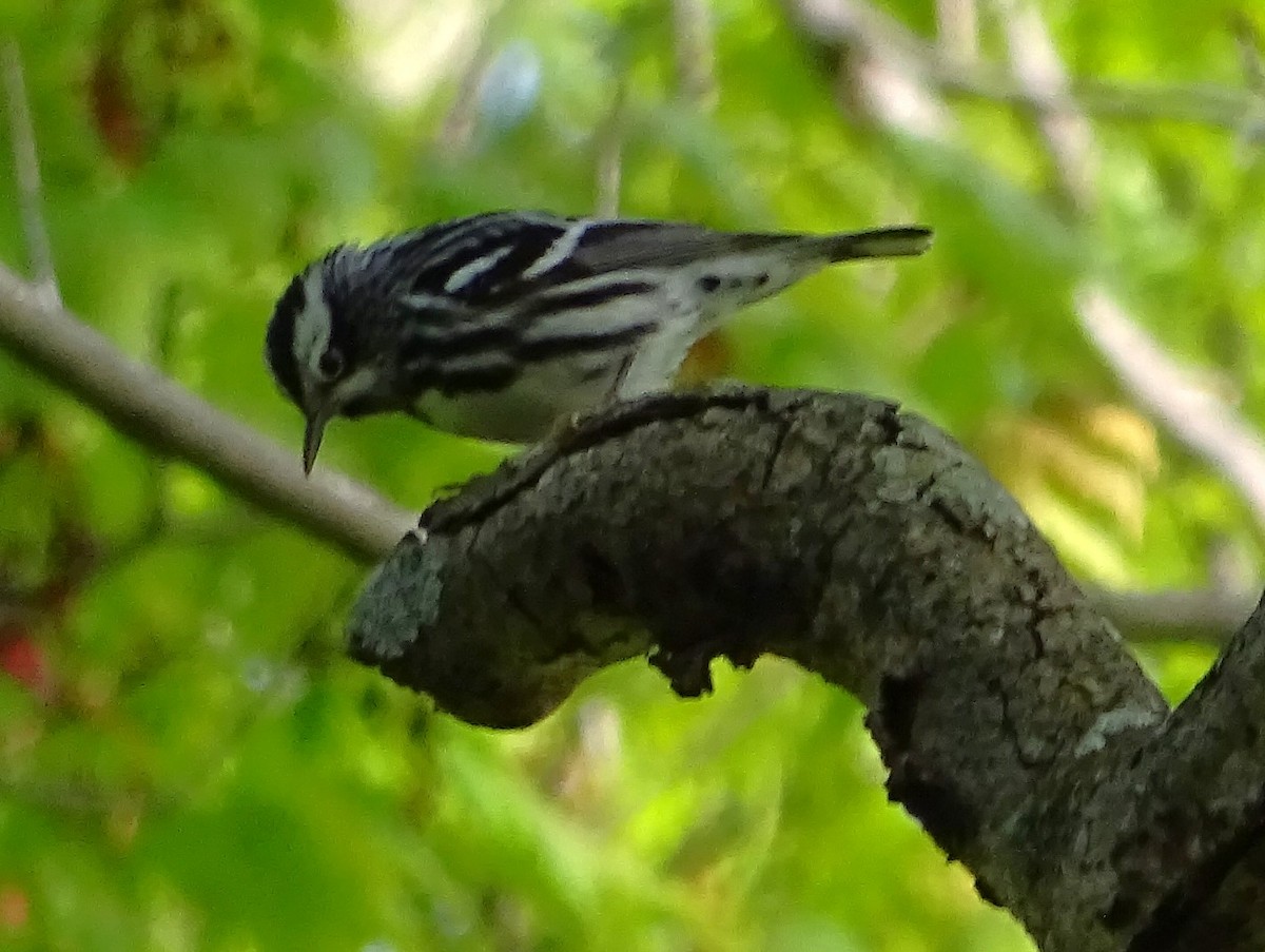 Black-and-white Warbler - ML619257680