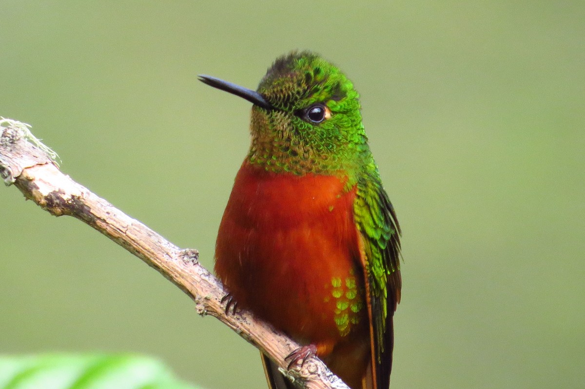 kolibřík peruánský - ML619257682