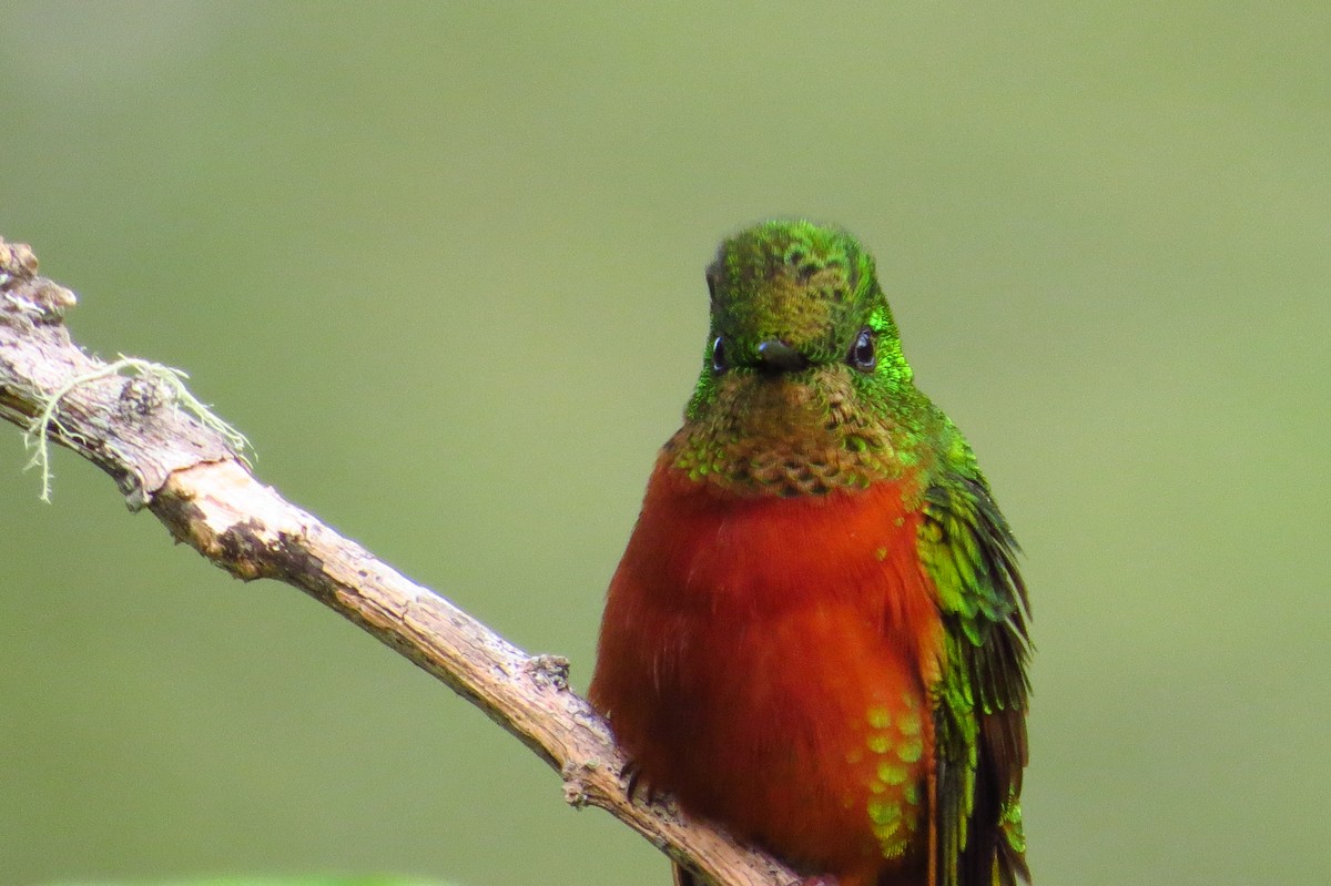 kolibřík peruánský - ML619257693