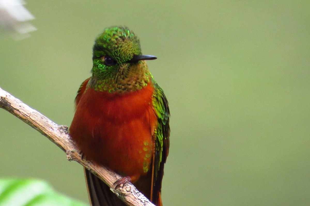 kolibřík peruánský - ML619257705