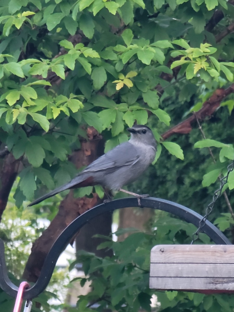 Gray Catbird - ML619257718