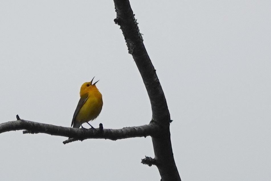 Prothonotary Warbler - ML619257726