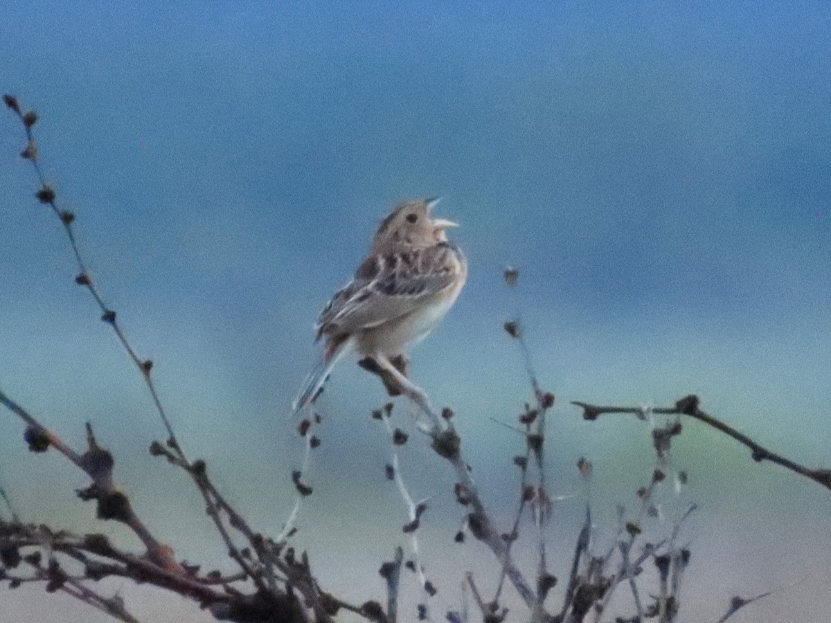 Grasshopper Sparrow - ML619257776