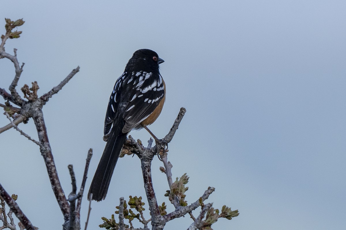 Spotted Towhee - ML619257811