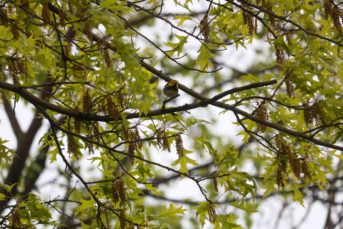 Black-throated Green Warbler - ML619257855
