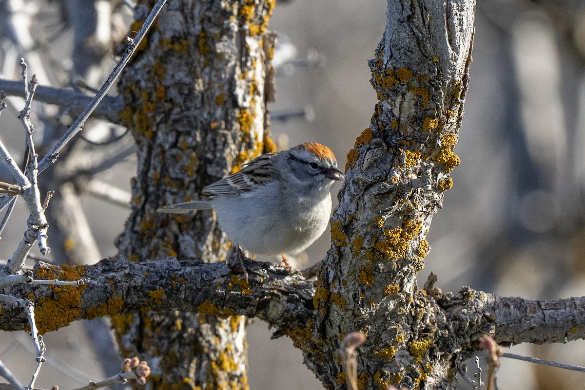Chipping Sparrow - ML619257864