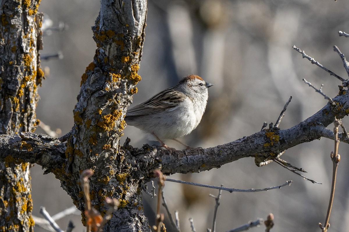 Chipping Sparrow - ML619257883