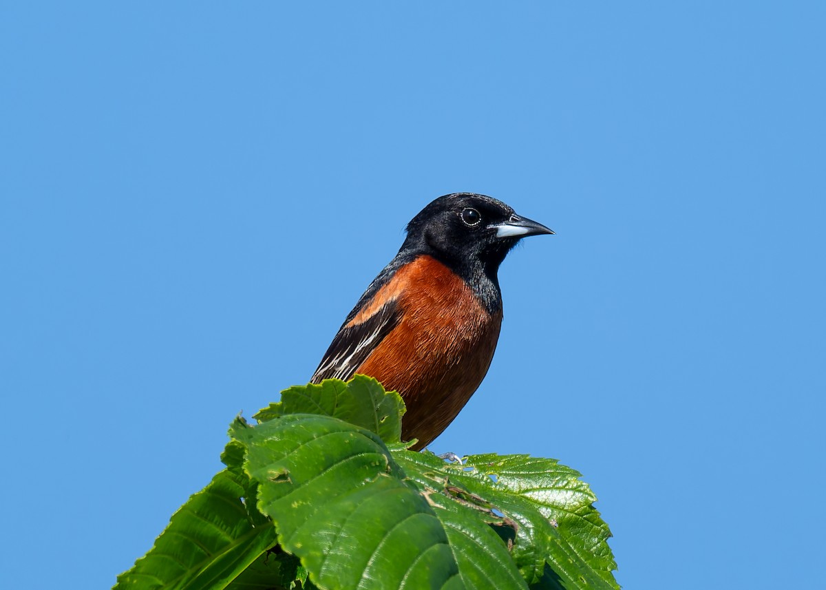 Orchard Oriole - ML619257886