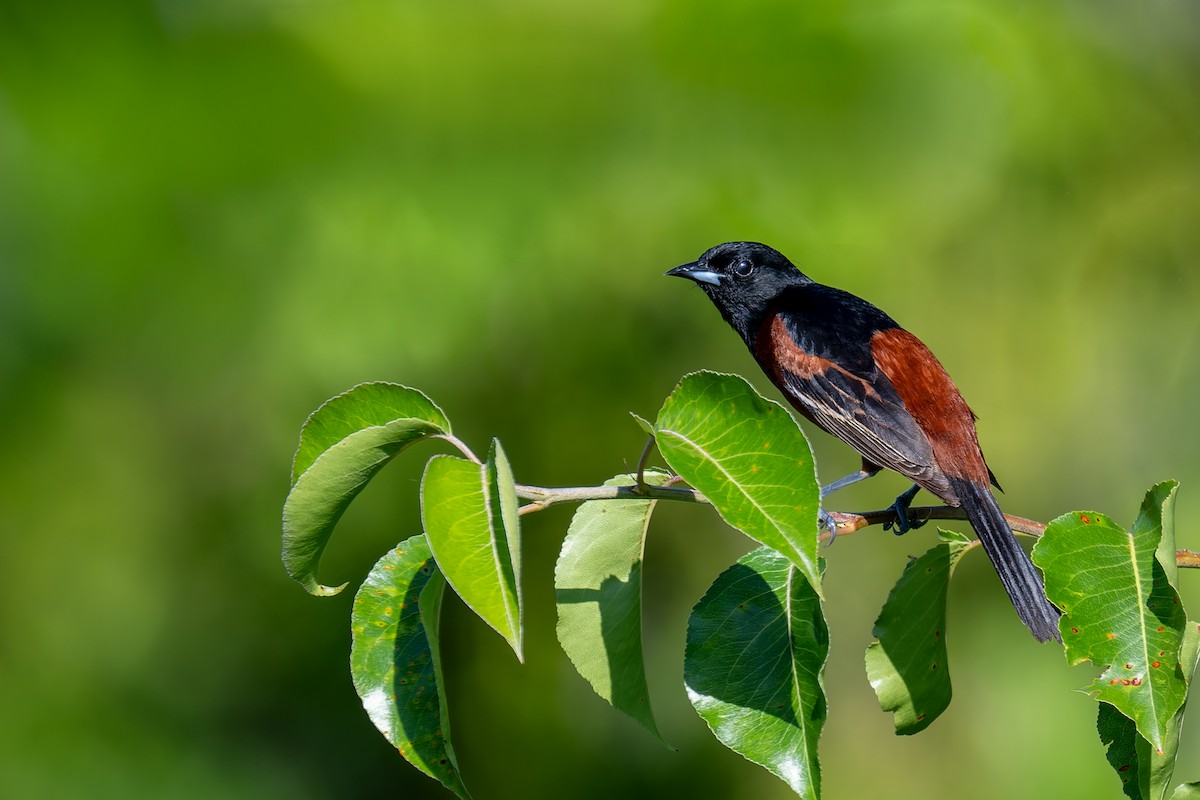Orchard Oriole - ML619257889