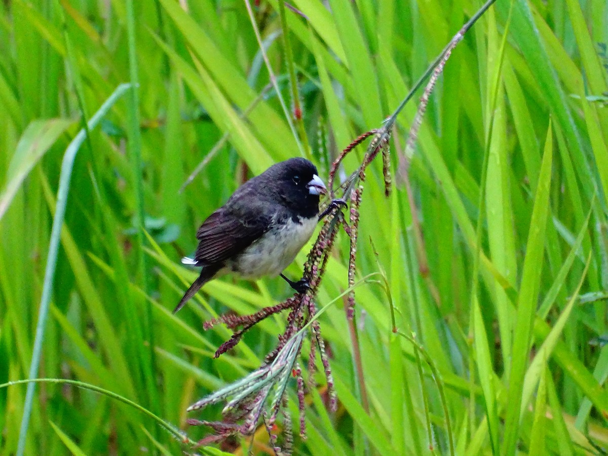 Yellow-bellied Seedeater - ML619257891