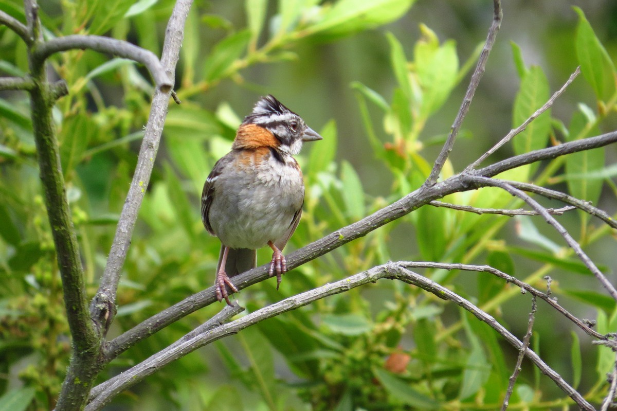 Rufous-collared Sparrow - ML619257895