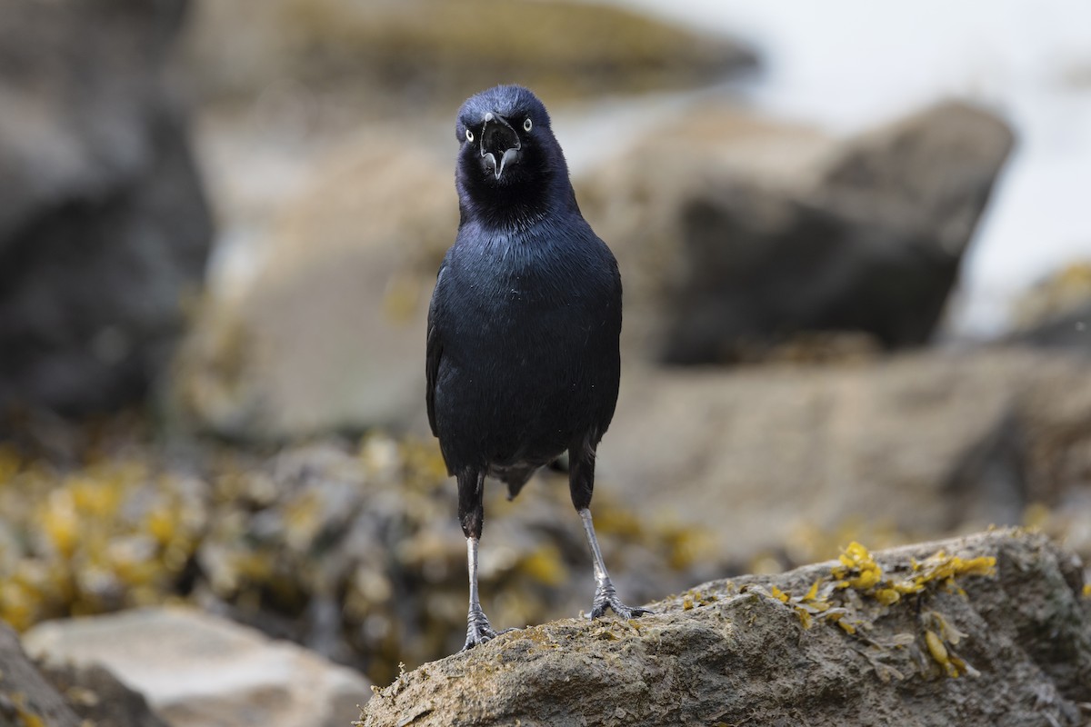 Boat-tailed Grackle - ML619257927