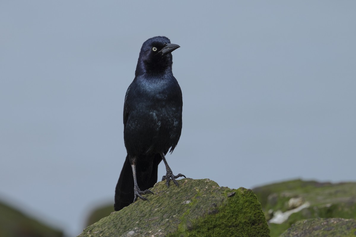 Boat-tailed Grackle - ML619257933