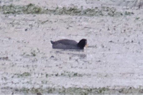 Red-fronted Coot - ML619258024