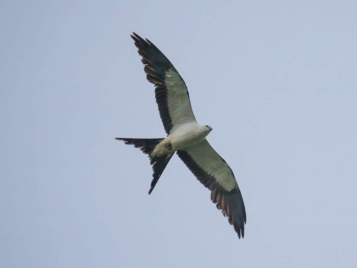 Swallow-tailed Kite - ML619258053