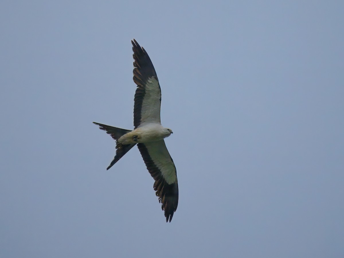 Swallow-tailed Kite - ML619258054