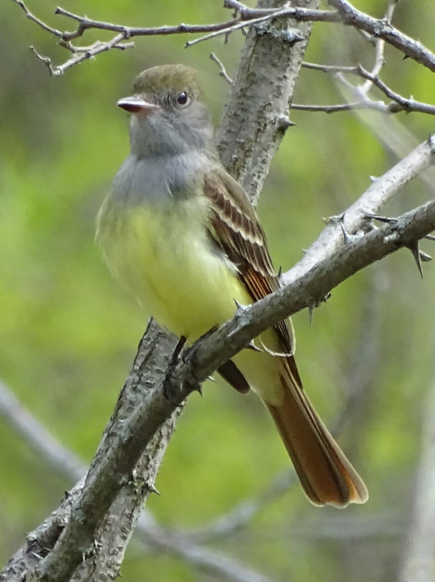 Great Crested Flycatcher - ML619258071